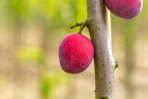 Prunus d. 'Victoria' (laat) ROOD/ROZE 6-8 Hoogstam wortelgoed - afbeelding 3