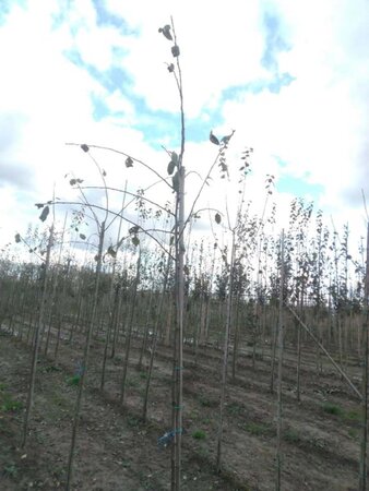 Prunus d. 'Victoria' (laat) ROOD/ROZE 6-8 Hoogstam wortelgoed - afbeelding 9