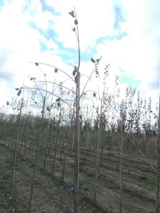 Prunus d. 'Victoria' (laat) ROOD/ROZE 6-8 Hoogstam wortelgoed - afbeelding 9