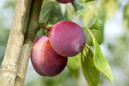 Prunus d. 'Victoria' (laat) ROOD/ROZE 6-8 Hoogstam wortelgoed - afbeelding 2