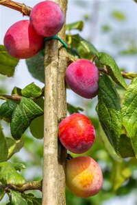 Prunus d. 'Victoria' (laat) ROOD/ROZE 6-8 Hoogstam wortelgoed - afbeelding 10