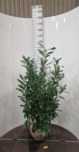 Prunus l. 'Caucasica' 100-125 cm met kluit - afbeelding 5