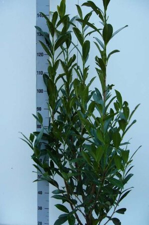 Prunus l. 'Caucasica' 100-125 cm met kluit - afbeelding 6