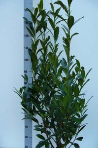 Prunus l. 'Caucasica' 100-125 cm met kluit - afbeelding 6