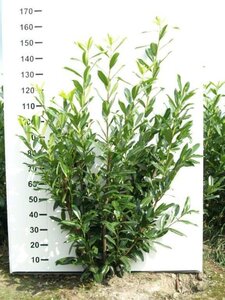 Prunus l. 'Caucasica' 125-150 cm met kluit - afbeelding 7