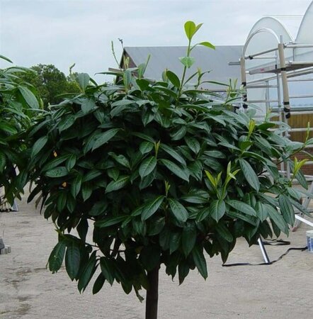 Prunus l. 'Caucasica' 125-150 cm met kluit - afbeelding 4