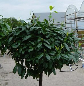 Prunus l. 'Caucasica' 125-150 cm met kluit - afbeelding 2