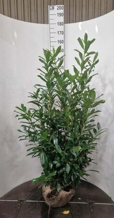 Prunus l. 'Caucasica' 125-150 cm met kluit - afbeelding 8