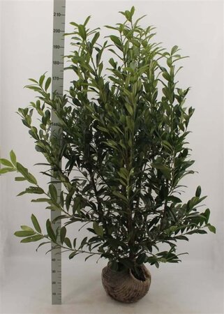 Prunus l. 'Caucasica' 150-175 cm met kluit - afbeelding 5