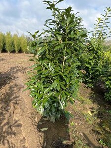 Prunus l. 'Caucasica' 150-175 cm met kluit - afbeelding 3