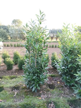 Prunus l. 'Caucasica' 200-250 cm met kluit - afbeelding 5