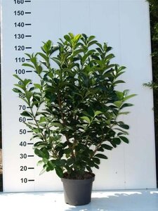 Prunus l. Etna 100-125 cm met kluit - afbeelding 5