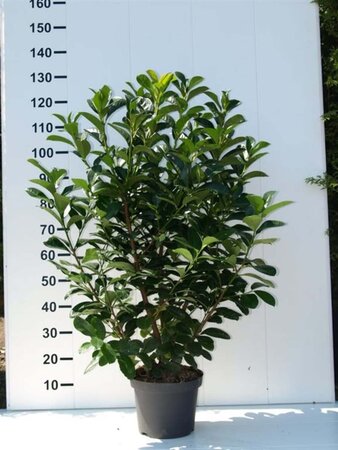 Prunus l. Etna 100-125 cm met kluit - afbeelding 6