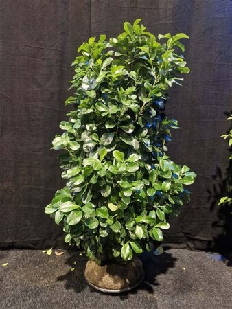 Prunus l. Etna 125-150 cm met kluit - afbeelding 5