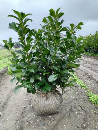 Prunus l. Etna 60-80 cm met kluit - afbeelding 2