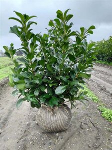 Prunus l. Etna 60-80 cm met kluit - afbeelding 2