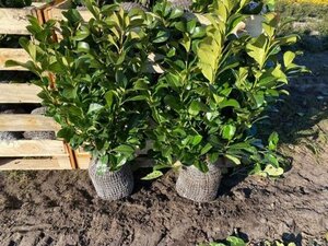 Prunus l. Etna 60-80 cm met kluit - afbeelding 4