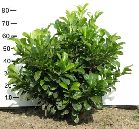 Prunus l. Etna 60-80 cm met kluit - afbeelding 11