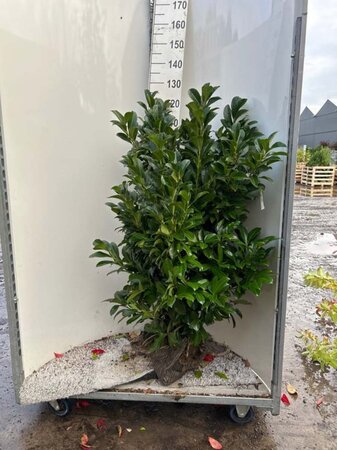 Prunus l. Etna 80-100 cm met kluit - afbeelding 3