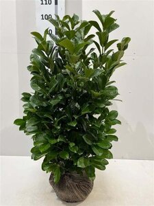 Prunus l. Etna 80-100 cm met kluit - afbeelding 7