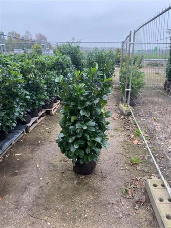 Prunus l. Etna 80-100 cm met kluit - afbeelding 11