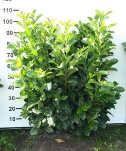 Prunus l. Etna 80-100 cm met kluit - afbeelding 5