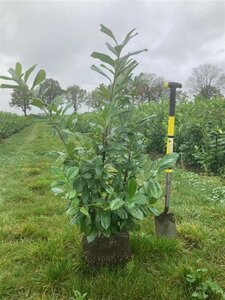 Prunus l. 'Novita' 100-125 cm met kluit - afbeelding 5