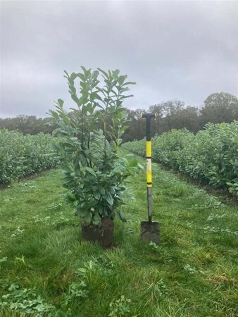 Prunus l. 'Novita' 125-150 cm met kluit - afbeelding 9