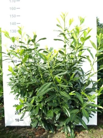 Prunus l. 'Novita' 125-150 cm met kluit - afbeelding 3