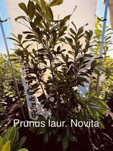 Prunus l. 'Novita' 125-150 cm met kluit - afbeelding 10