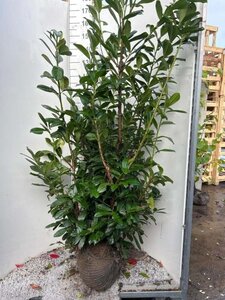 Prunus l. 'Novita' 125-150 cm met kluit - afbeelding 15