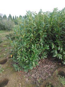 Prunus l. 'Novita' 125-150 cm met kluit - afbeelding 12