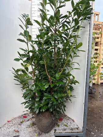 Prunus l. 'Novita' 125-150 cm met kluit - afbeelding 7