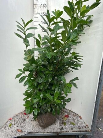 Prunus l. 'Novita' 125-150 cm met kluit - afbeelding 13