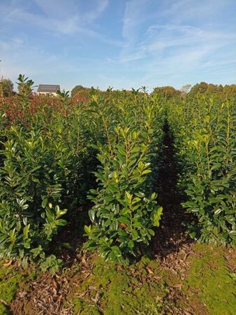 Prunus l. 'Novita' 125-150 cm met kluit - afbeelding 6