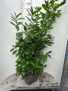 Prunus l. 'Novita' 125-150 cm met kluit - afbeelding 5