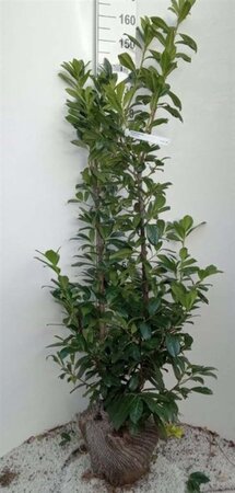 Prunus l. 'Novita' 150-175 cm met kluit - afbeelding 7