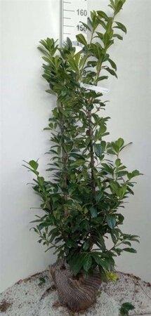 Prunus l. 'Novita' 150-175 cm met kluit - afbeelding 15