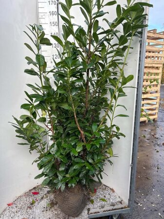 Prunus l. 'Novita' 150-175 cm met kluit - afbeelding 4