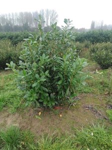 Prunus l. 'Novita' 150-175 cm met kluit - afbeelding 11