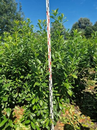 Prunus l. 'Novita' 175-200 cm met kluit - afbeelding 10