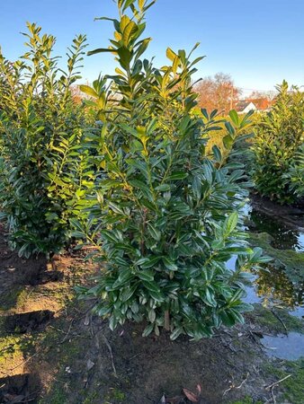 Prunus l. 'Novita' 175-200 cm met kluit - afbeelding 2