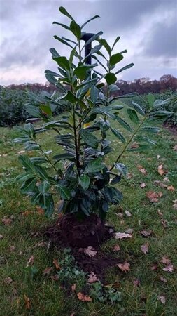 Prunus l. 'Novita' 80-100 cm met kluit - afbeelding 7