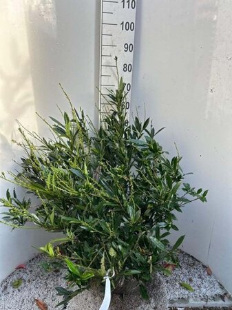 Prunus l. 'Otto Luyken' 60-80 cm met kluit - afbeelding 8