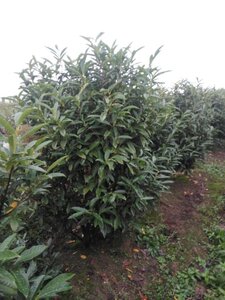 Prunus l. 'Reynvaanii' 150-175 cm met kluit - afbeelding 4