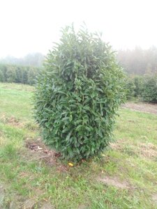 Prunus l. 'Reynvaanii' 175-200 cm met kluit - afbeelding 3