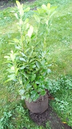 Prunus l. 'Rotundifolia' 100-125 cm met kluit - afbeelding 4