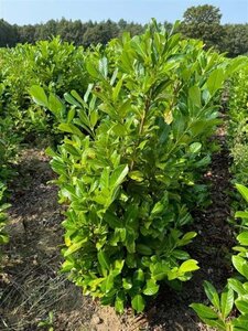 Prunus l. 'Rotundifolia' 100-125 cm met kluit - afbeelding 10