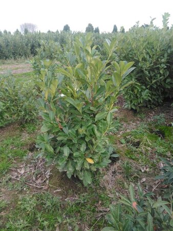 Prunus l. 'Rotundifolia' 125-150 cm met kluit - afbeelding 11