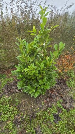 Prunus l. 'Rotundifolia' 125-150 cm met kluit - afbeelding 12